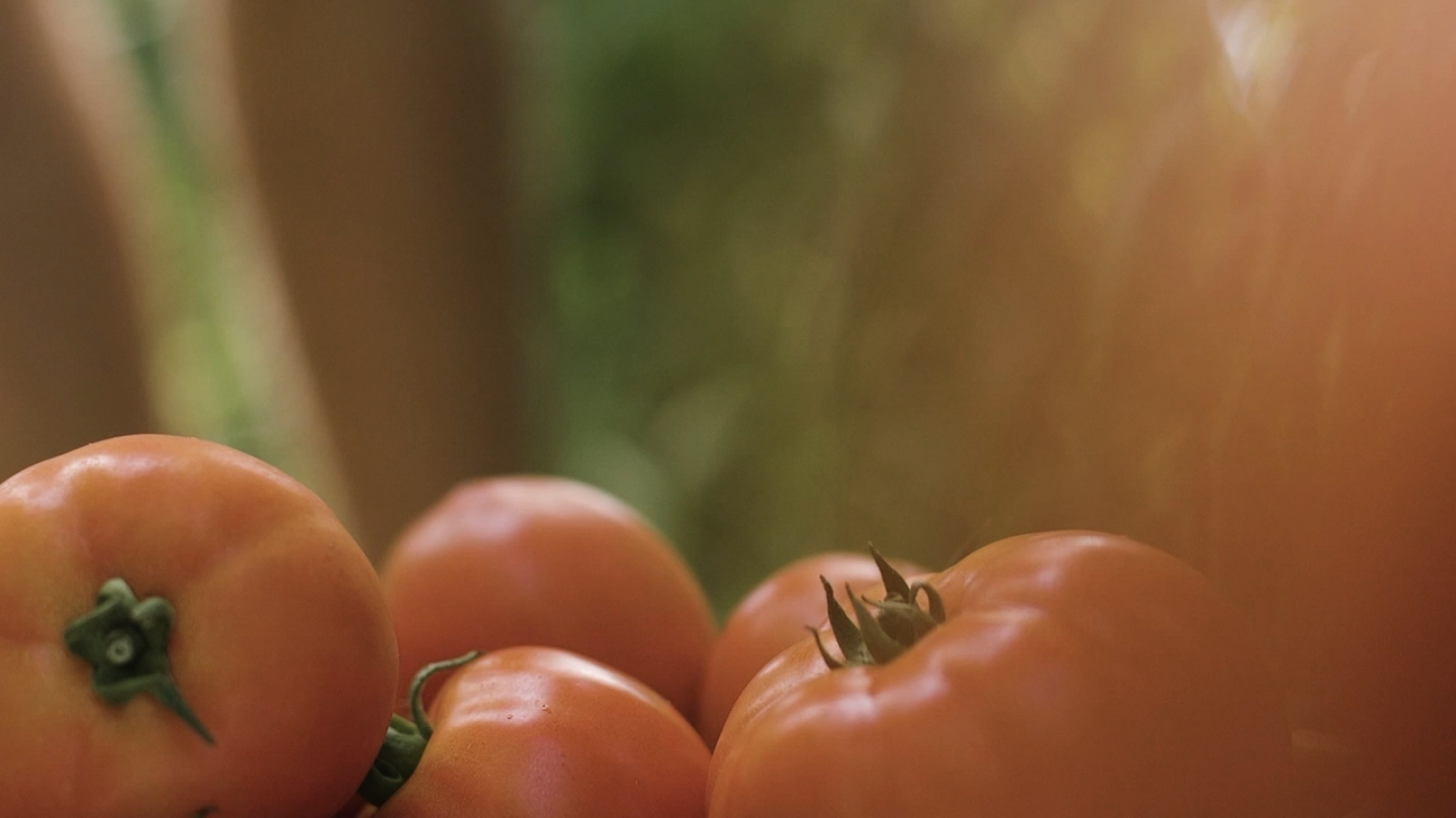 Protege y nutre tus cultivos con Labraris, una nueva forma de hacer agricultura.